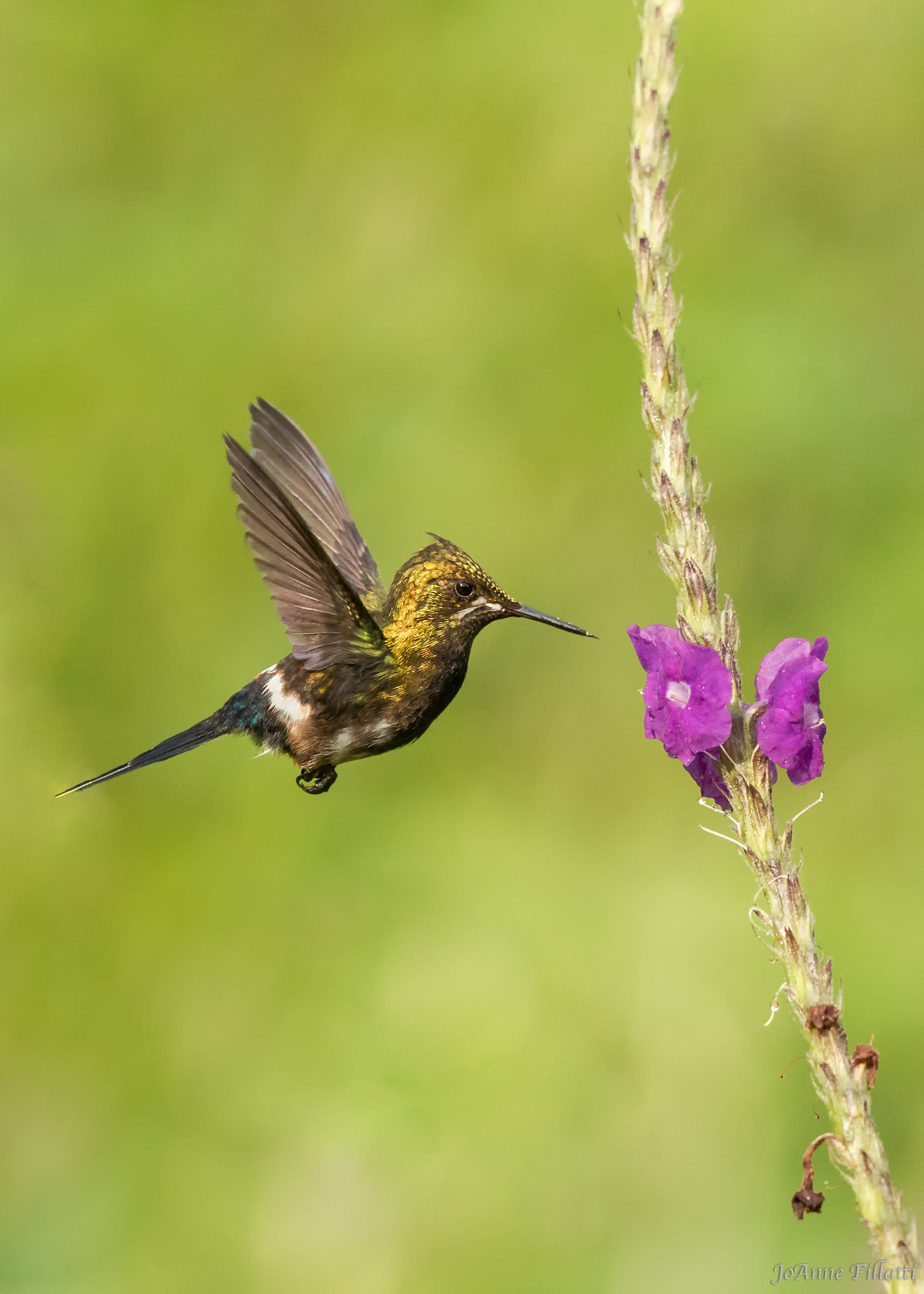 bird of ecuador image 21